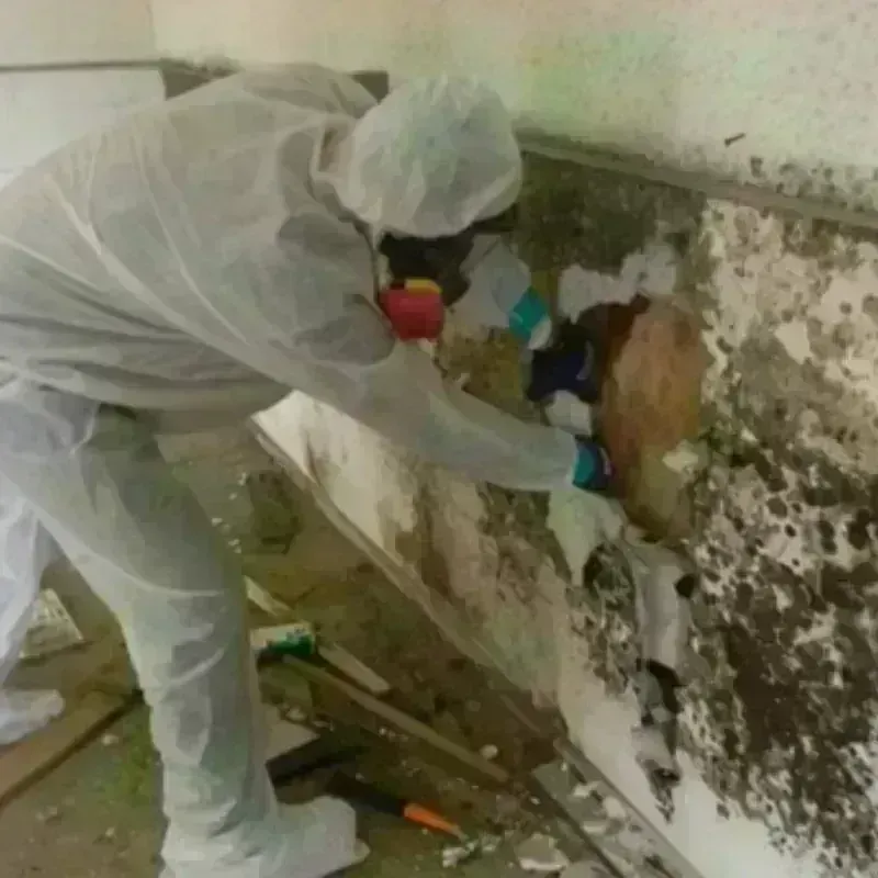 Mold Remediation and Removal in Redfield, AR